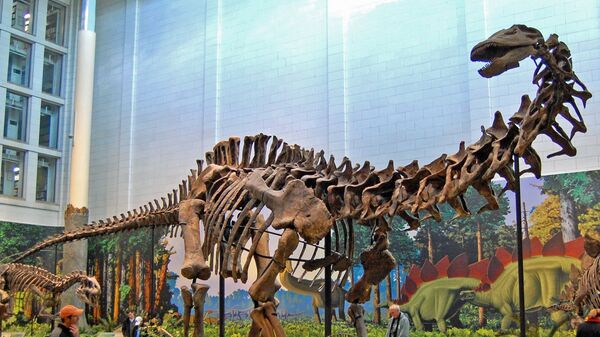 El esqueleto de un dinosaurio saurópodo  - Sputnik Mundo
