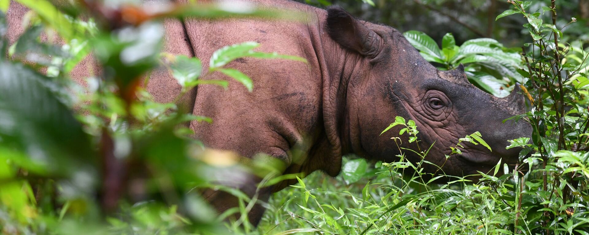 Rinoceronte de Sumatra (imagen referencial) - Sputnik Mundo, 1920, 27.05.2019