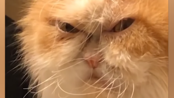¿Es este el nuevo 'Grumpy cat'? - Sputnik Mundo