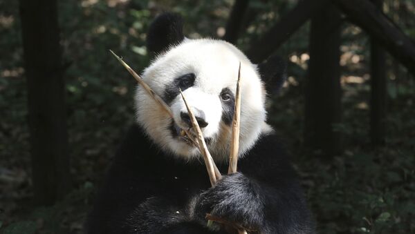 Un oso panda, imagen ilustrativa - Sputnik Mundo