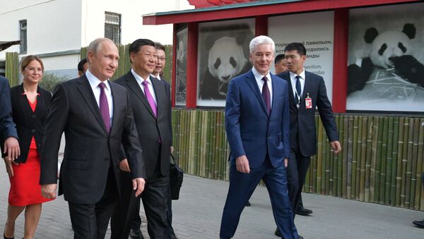 Vladímir Putin y Xi Jinping se van al zoo de Moscú - Sputnik Mundo
