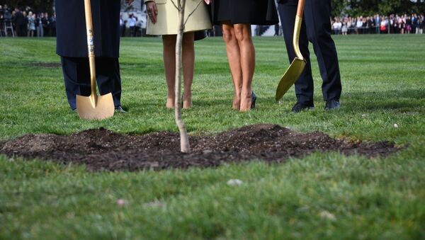 El árbol que el presidente de EEUU, Donald Trump, y el presidente de Francia, Emmanuel Macron, plantaron en el jardín de la Casa Blanca - Sputnik Mundo