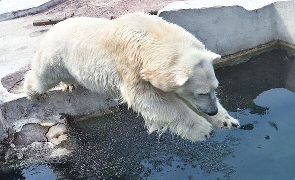 Un oso polar salta a un estanque en el zoológico de Moscú para refrescarse. - Sputnik Mundo