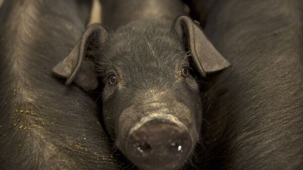 Cerdo pequeño de una granja ubicada en la villa de Jiangjiaqiao, norte de China - Sputnik Mundo