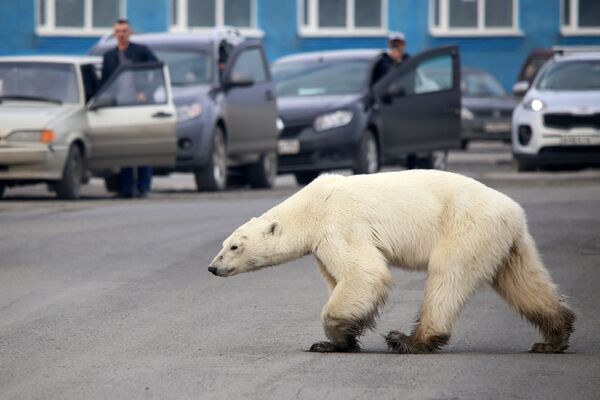 Cumbres, osos polares y mucho calor: estas son las imágenes de la semana - Sputnik Mundo
