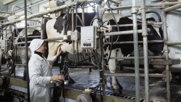 Fabricación de leche en un pueblo ruso - Sputnik Mundo