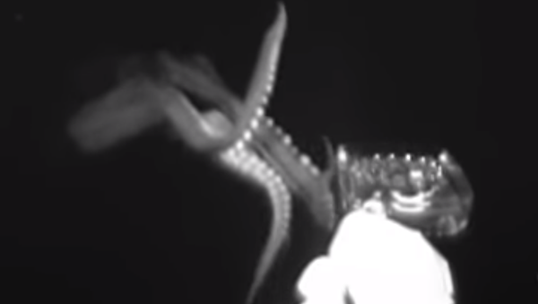 Los tentáculos de un calamar gigante en primera persona - Sputnik Mundo