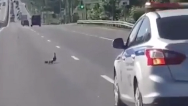 La Policía de Solnechnogorsk ayuda a una familia de patos a cruzar la calle - Sputnik Mundo