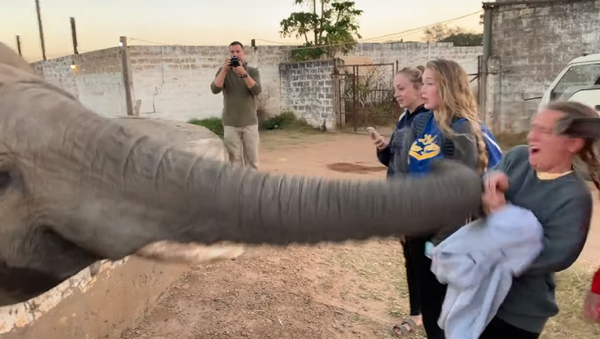 Trompazo aleccionador: así un elefante le dice no a una 'paparazzi'  - Sputnik Mundo