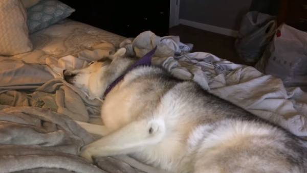 Un husky rechaza levantarse de la cama  - Sputnik Mundo