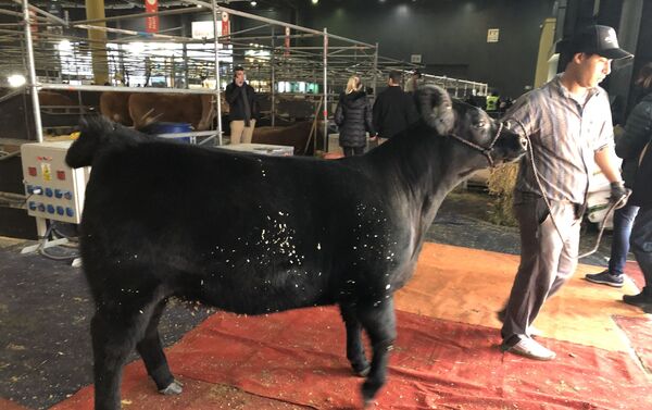 Trabajadores preparan al ganado para la Exposición Rural de Buenos Aires de 2019 - Sputnik Mundo