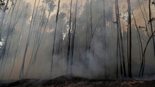 Un bosque tras el incendio forestal (imagen referencial) - Sputnik Mundo