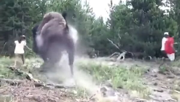 El terrorífico momento en el que un bisonte salvaje ataca a una niña - Sputnik Mundo
