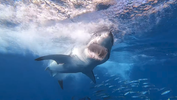 El espeluznante momento en el que un tiburón se acerca a un buzo en México - Sputnik Mundo