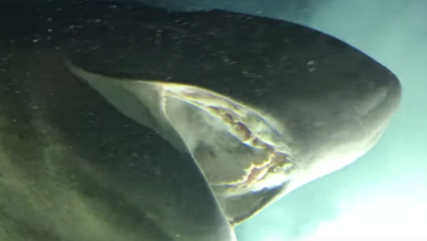 Monstruo de las profundidades: avistan a un tiburón más antiguo que los dinosaurios  - Sputnik Mundo