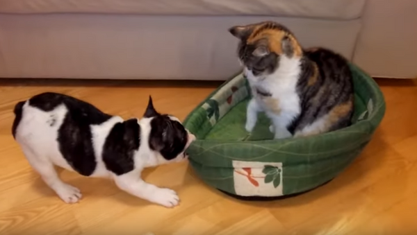 Un cachorro echa a un gato 'impostor' de su cama - Sputnik Mundo