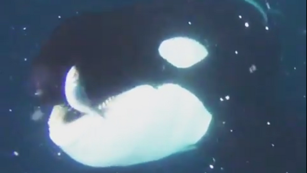 Cómo un buzo le 'saca' la comida de la boca a una orca - Sputnik Mundo