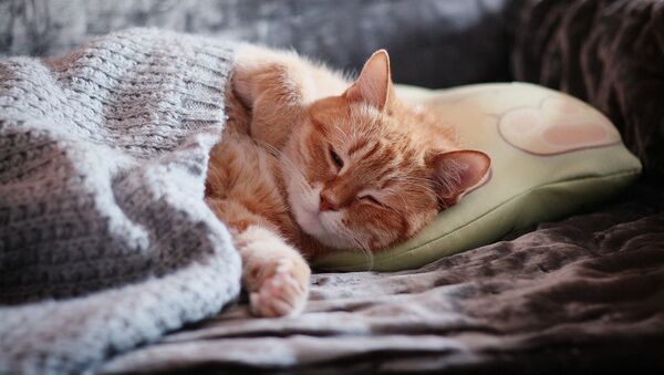Un gato dormido - Sputnik Mundo