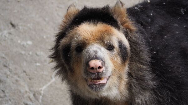 Un oso andino. Imagen referencial - Sputnik Mundo