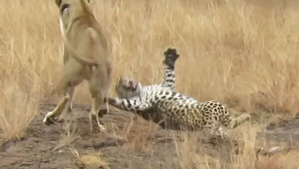 Un leopardo se salva de una emboscada de leones - Sputnik Mundo