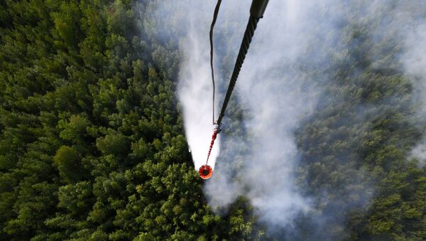 Los bosques de Siberia afectados por los incendios - Sputnik Mundo
