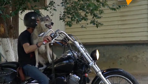 Así es Muja, la perra que se cree motociclista  - Sputnik Mundo