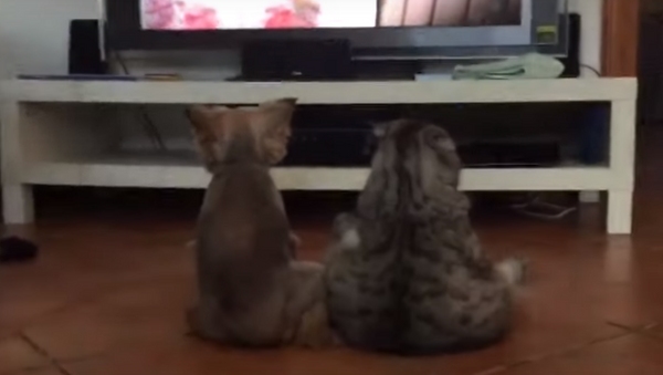 Como humanos: perro y gato ven la televisión juntos en la sala - Sputnik Mundo
