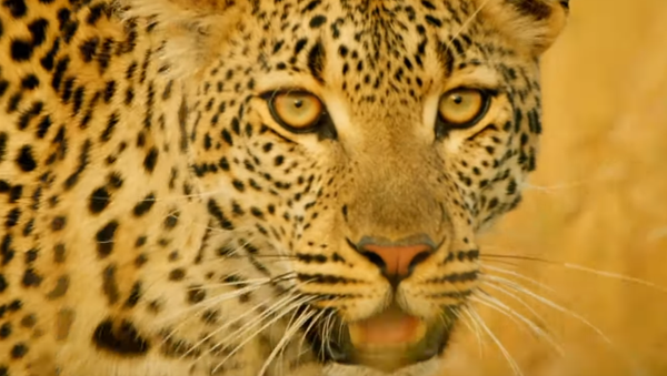 Los leopardos ni se pueden acercar a este animal - Sputnik Mundo