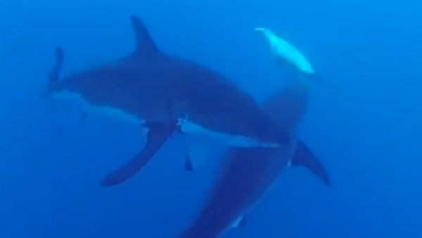 Pequeña pero valiente: una foca ahuyenta a dos tiburones blancos - Sputnik Mundo