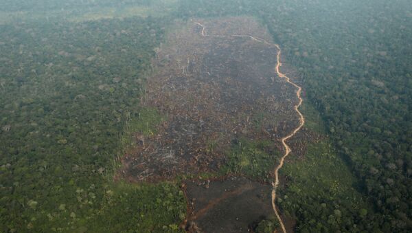 Deforestación en la selva del Amazonas - Sputnik Mundo