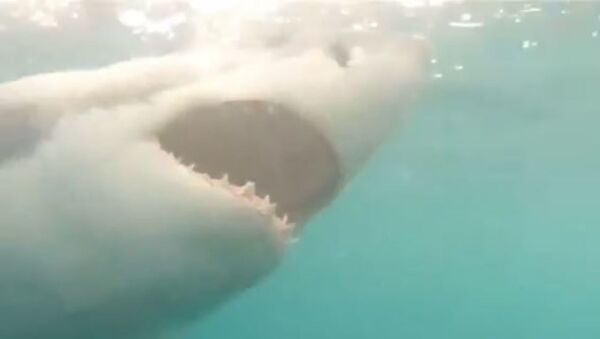 Alimentación de un gran tiburón blanco - Sputnik Mundo