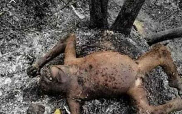 Animales muertos como consecuencia de los incendios en la selva amazónica - Sputnik Mundo