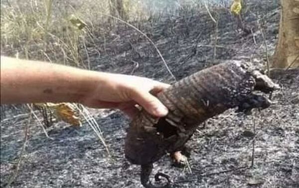 Animales muertos como consecuencia de los incendios en la selva amazónica - Sputnik Mundo