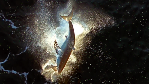 El salto de ataque de un tiburón blanco, a vista de pájaro - Sputnik Mundo