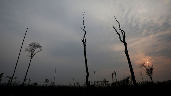 El bosque de Amazonía tras los incendios - Sputnik Mundo
