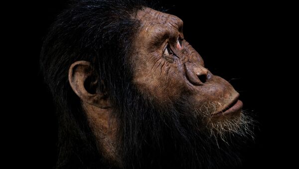 Reconstrucción del Australopithecus anamensis realizada por John Gurche, basada en el cráneo descubierto en Etiopía en 2016 - Sputnik Mundo
