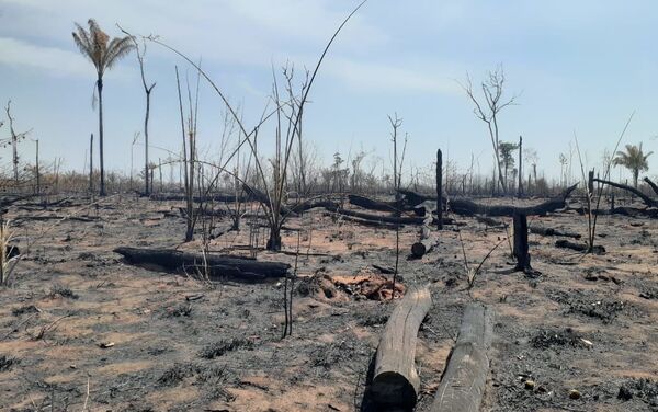Consecuencias de los incendios forestales en la reserva indígena Manoki - Sputnik Mundo
