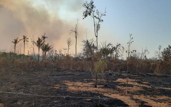Consecuencias de los incendios forestales en la reserva indígena Manoki - Sputnik Mundo