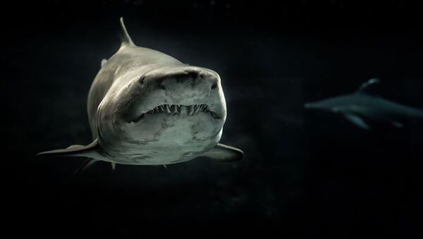 Un tiburón blanco, referencial - Sputnik Mundo
