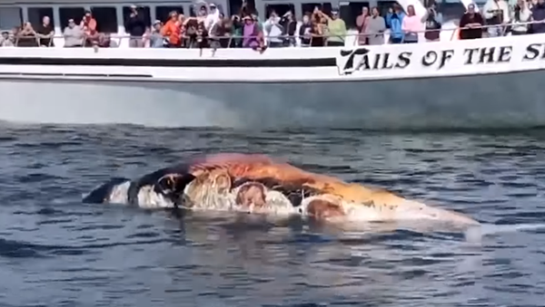 Un gran tiburón blanco se zampa una ballena ante decenas de testigos  - Sputnik Mundo