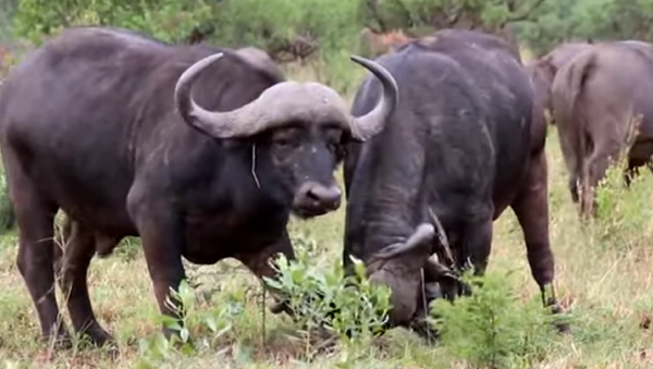 ¿Quién es el rey del rebaño? Dos búfalos miden sus fuerzas  - Sputnik Mundo