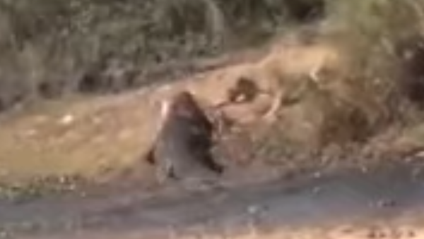  Una leona se encara a un cocodrilo para robarle la comida - Sputnik Mundo