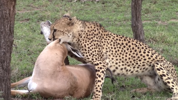 Un guepardo mata a una gacela para alimentar a su familia numerosa - Sputnik Mundo