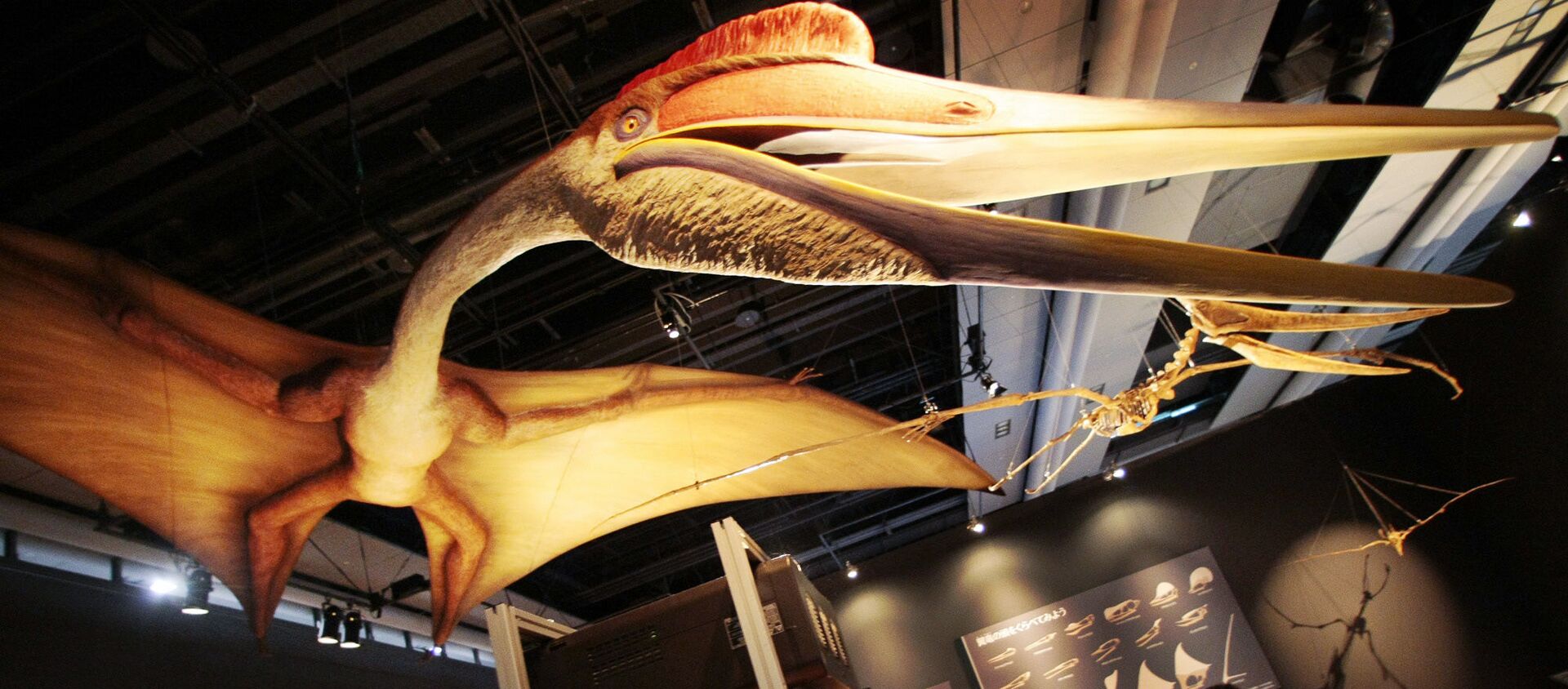 El pterosaurio Quetzalcoatlus (Archivo) - Sputnik Mundo, 1920, 10.09.2019