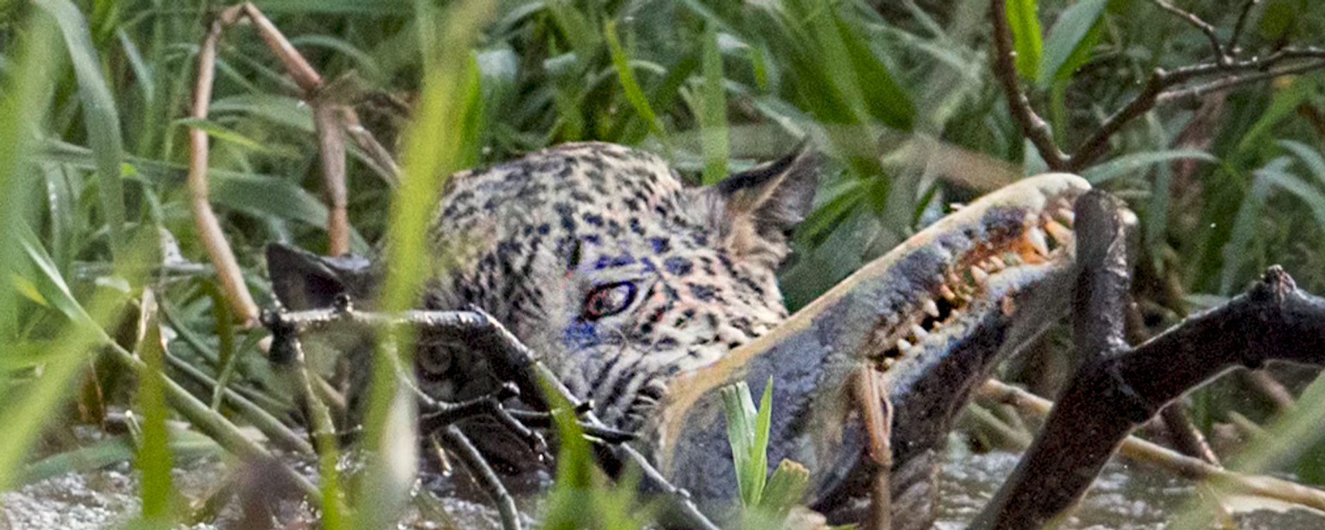 El momento increíble en el que un jaguar mata a un caimán - Sputnik Mundo, 1920, 11.09.2019