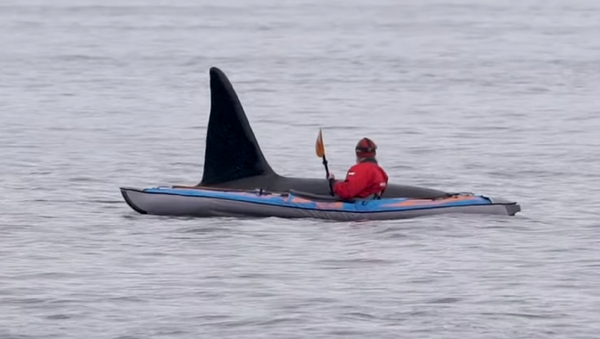 Una enorme orca emerge del agua, muy cerca de un kayakista  - Sputnik Mundo