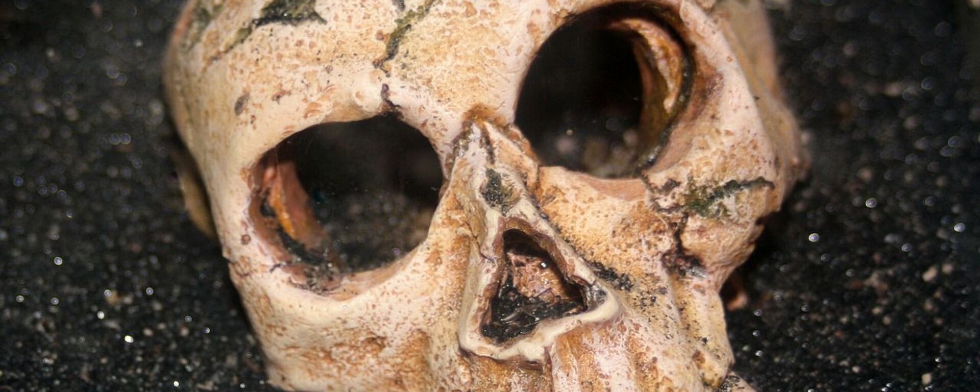 Cráneo humano (imagen referencial) - Sputnik Mundo, 1920, 09.07.2022