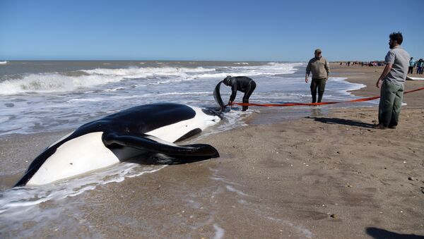 Una de las orcas encalladas en el balneario La Caleta en Argentina - Sputnik Mundo