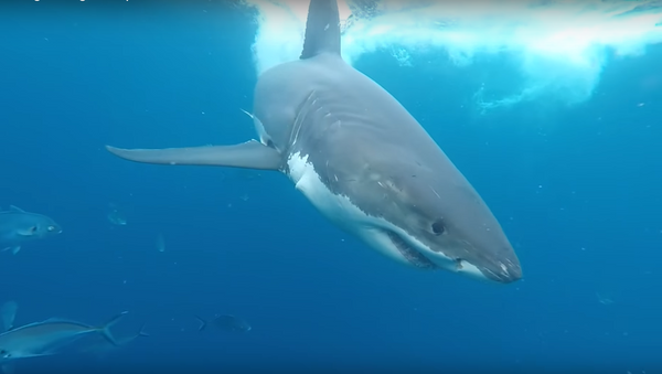Un tiburón blanco abre las fauces a unos centímetros de la cara del buzo - Sputnik Mundo