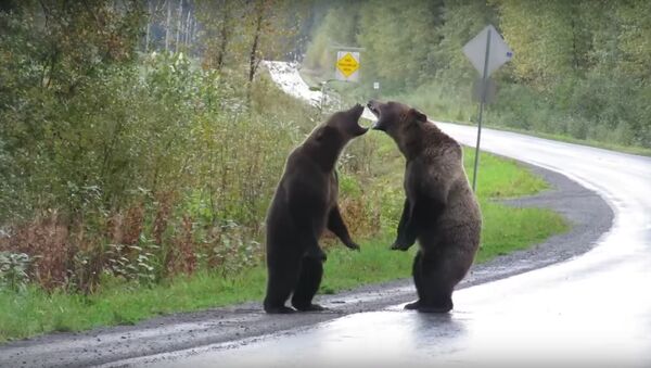 Pelea de osos en Canadá - Sputnik Mundo